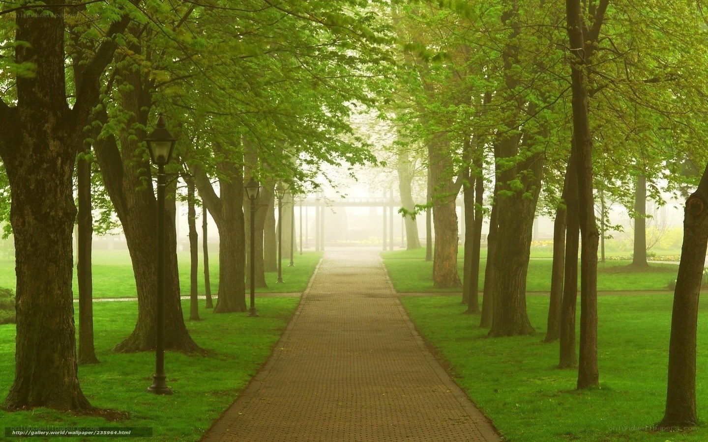 Misty path in a green park