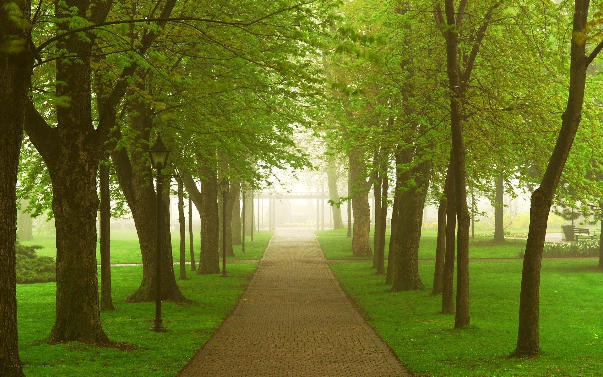 Misty path in a green park