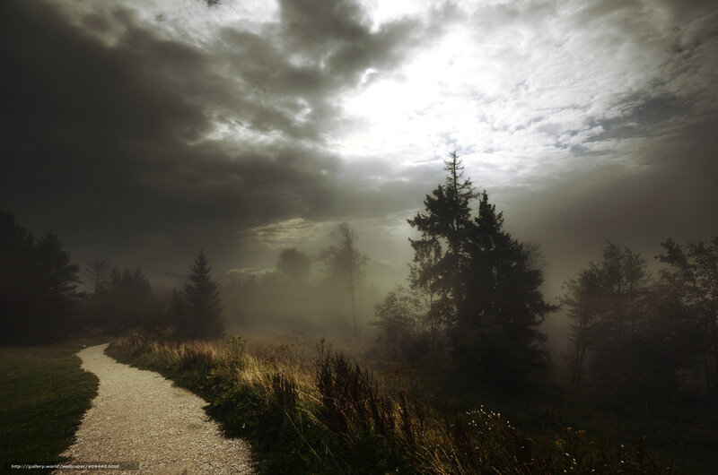 Misty Path in the Forest