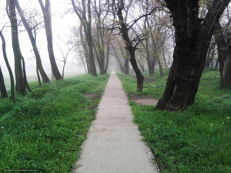 Misty path through a forest