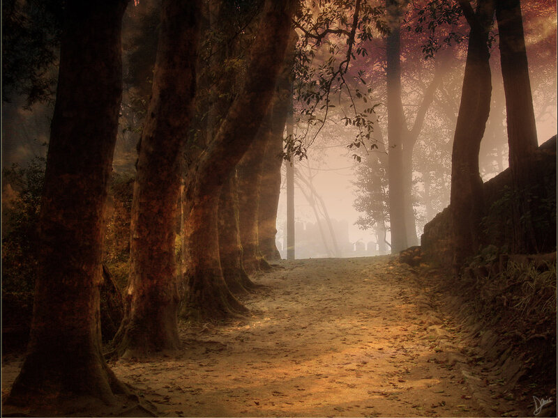 Misty path through ancient trees