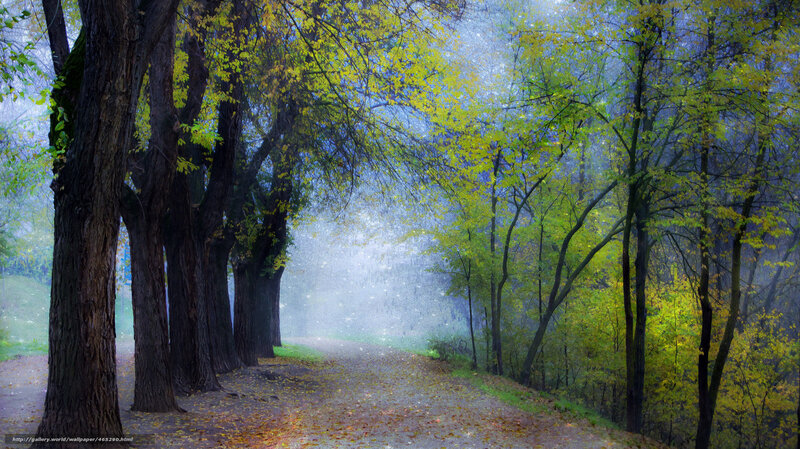 Misty path through autumn trees