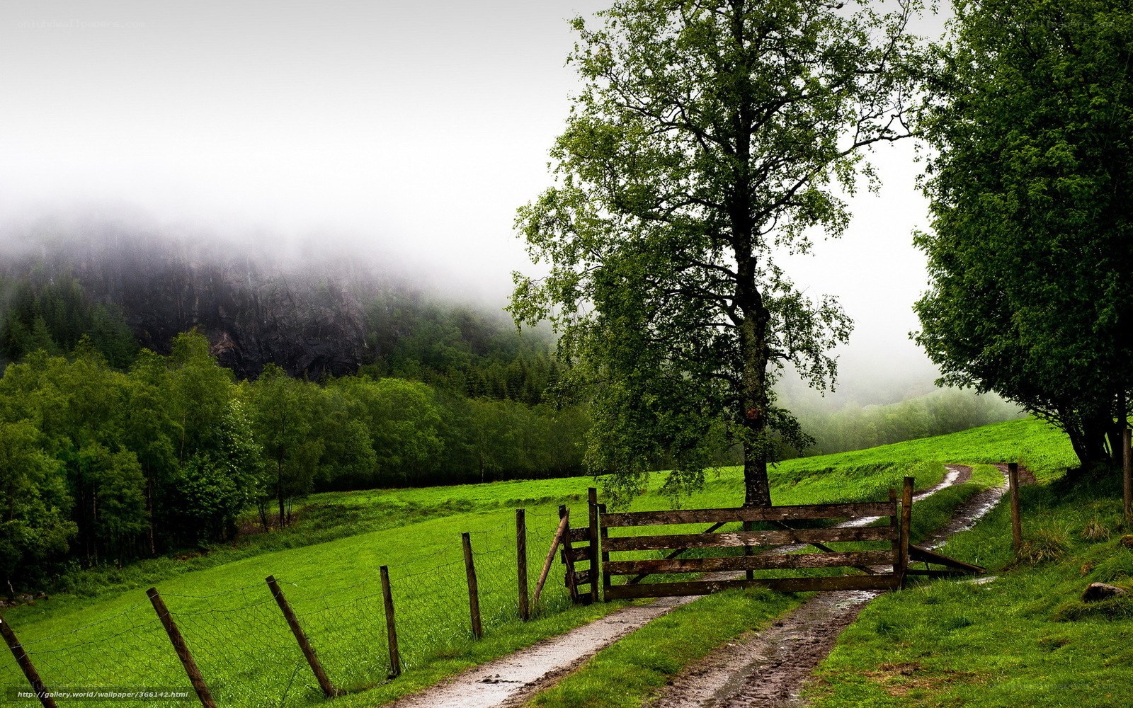 Misty path through green fields