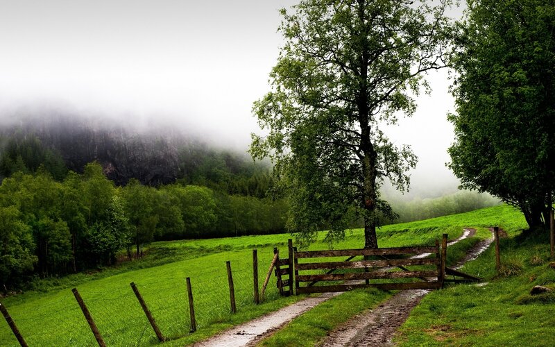 Misty path through green fields