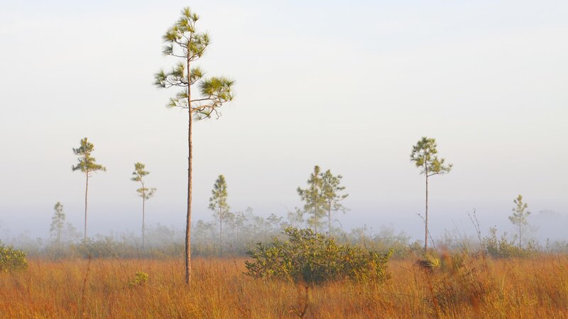 Misty pine forest at dawn