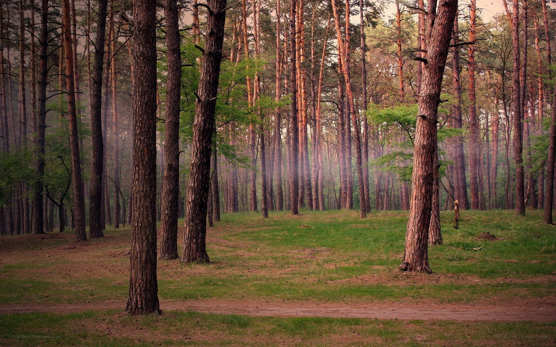 Misty pine forest at dawn