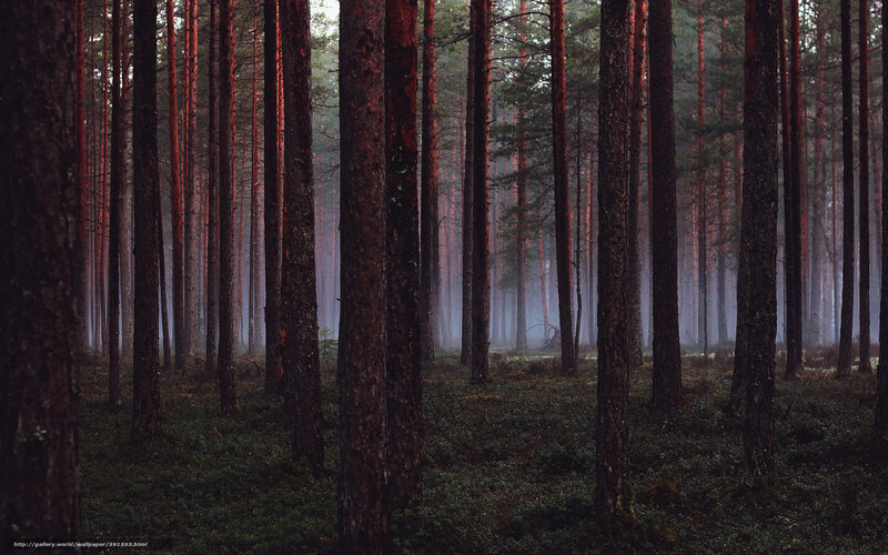 Misty pine forest at dawn