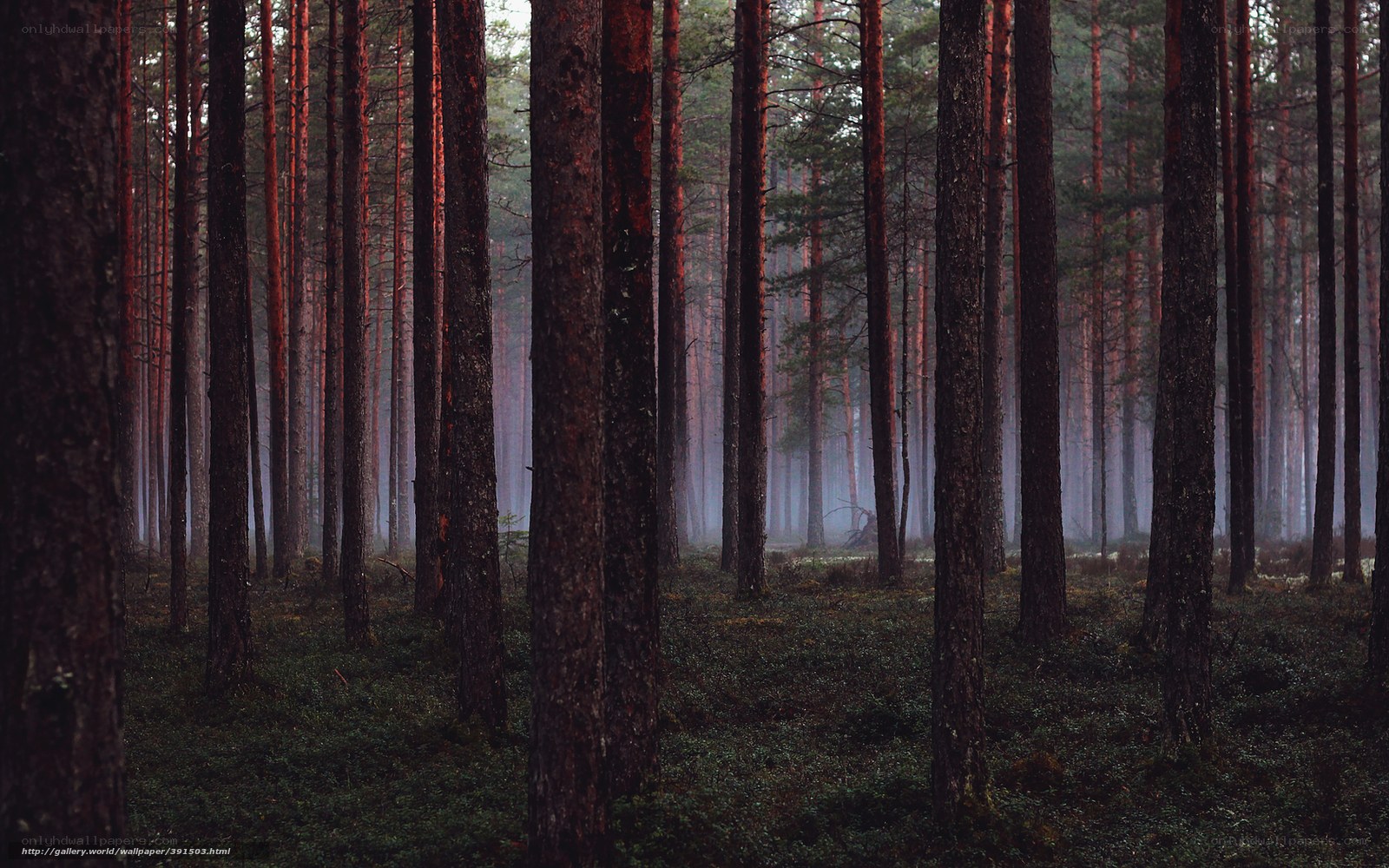 Misty pine forest at dawn