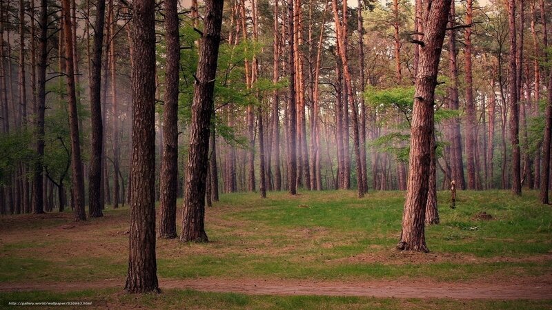 Misty pine forest path