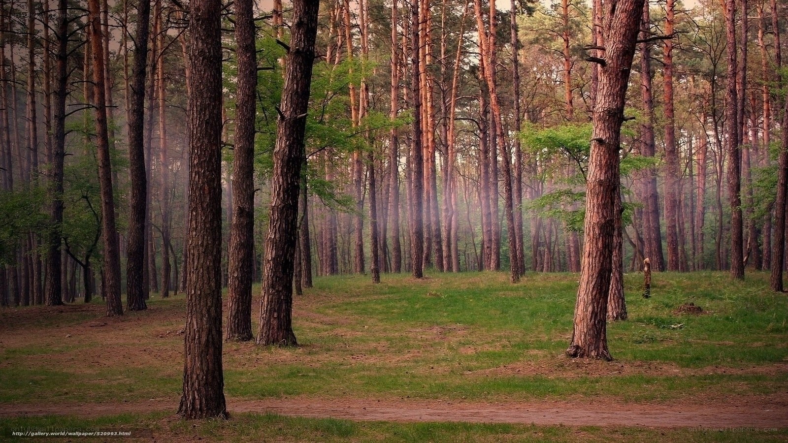 Misty pine forest path