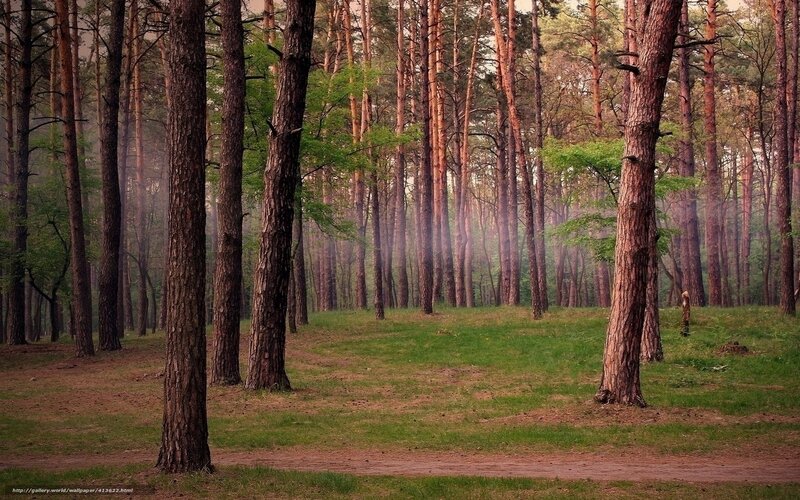 Misty pine forest path