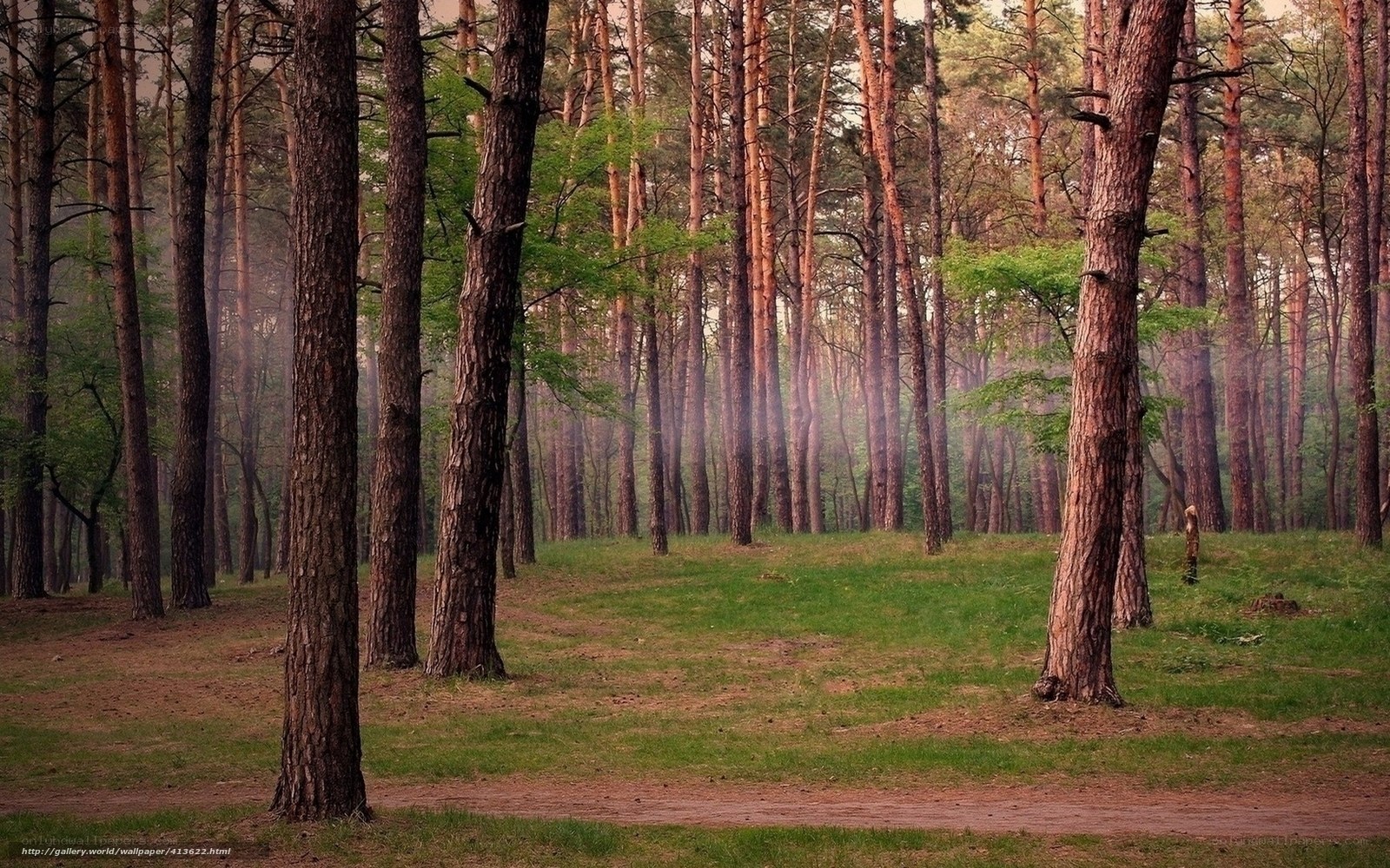 Misty pine forest path