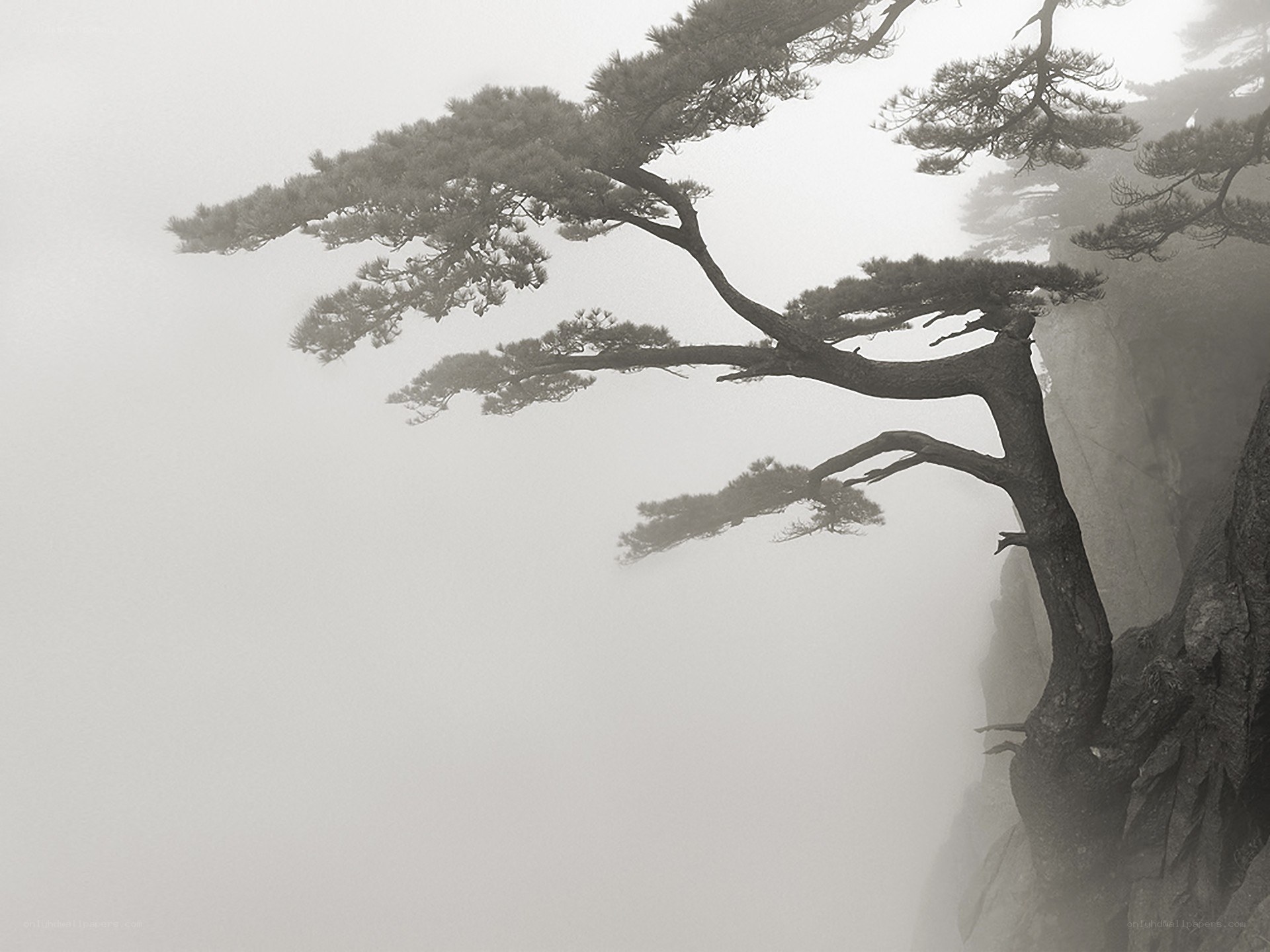 Misty pine on a cliff