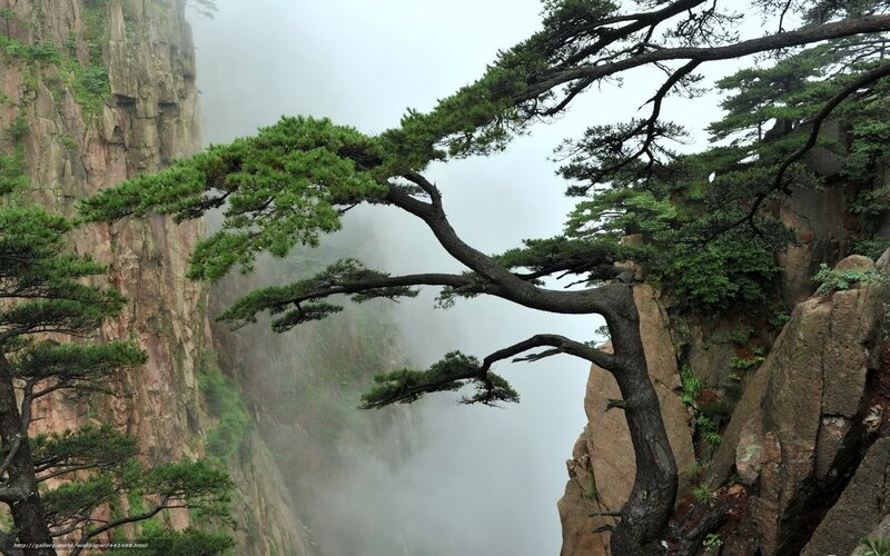 Misty pine on a cliff