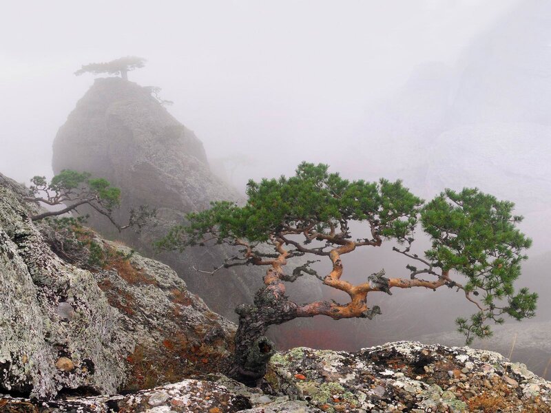 Misty pine on rocky cliff