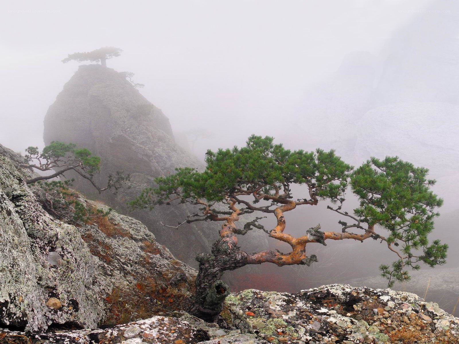 Misty pine on rocky cliff