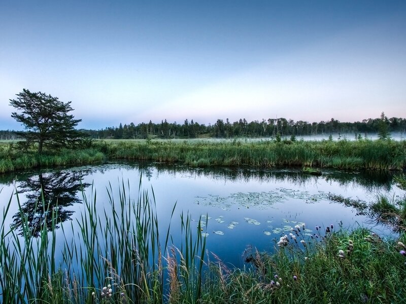 Misty Pond at Dawn — Blue, Serene