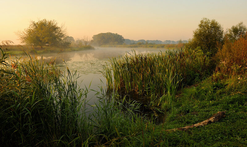 Misty Pond at Dawn — Green