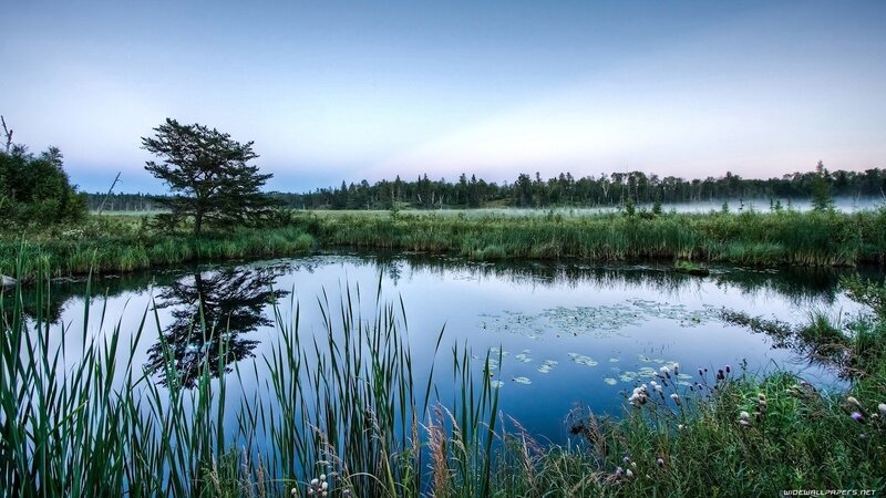 Misty pond at dawn