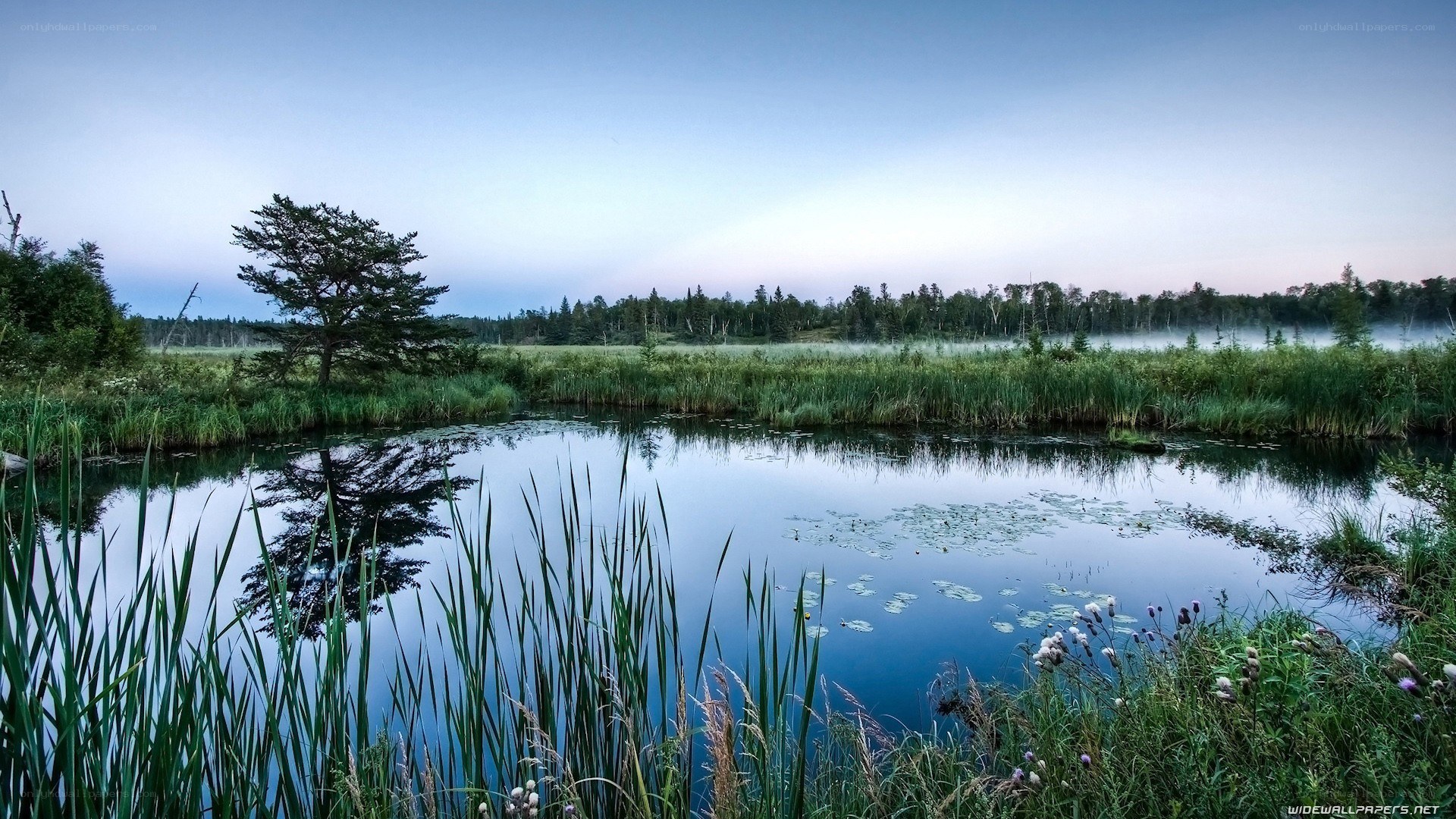 Misty pond at dawn