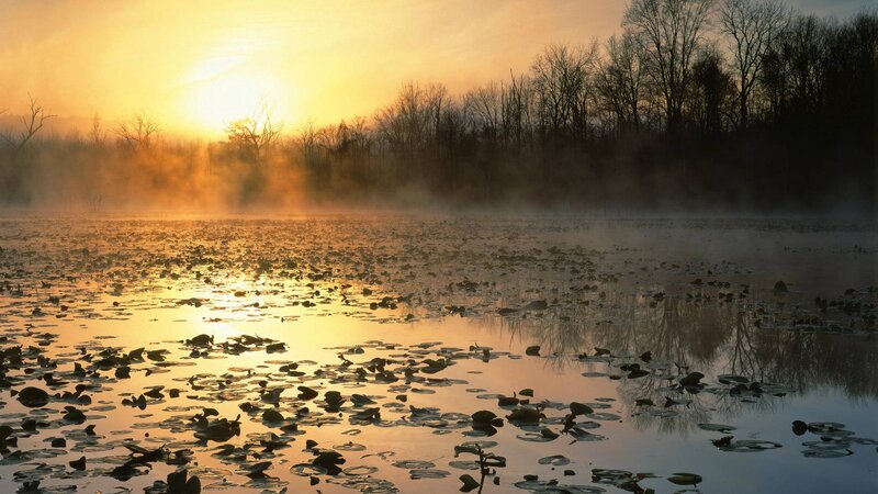 Misty Pond at Sunrise — Gold