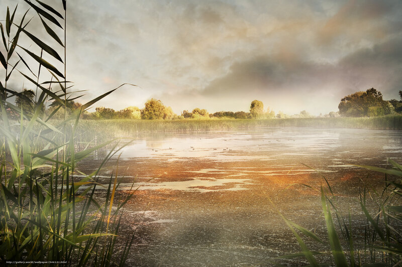 Misty pond at sunrise