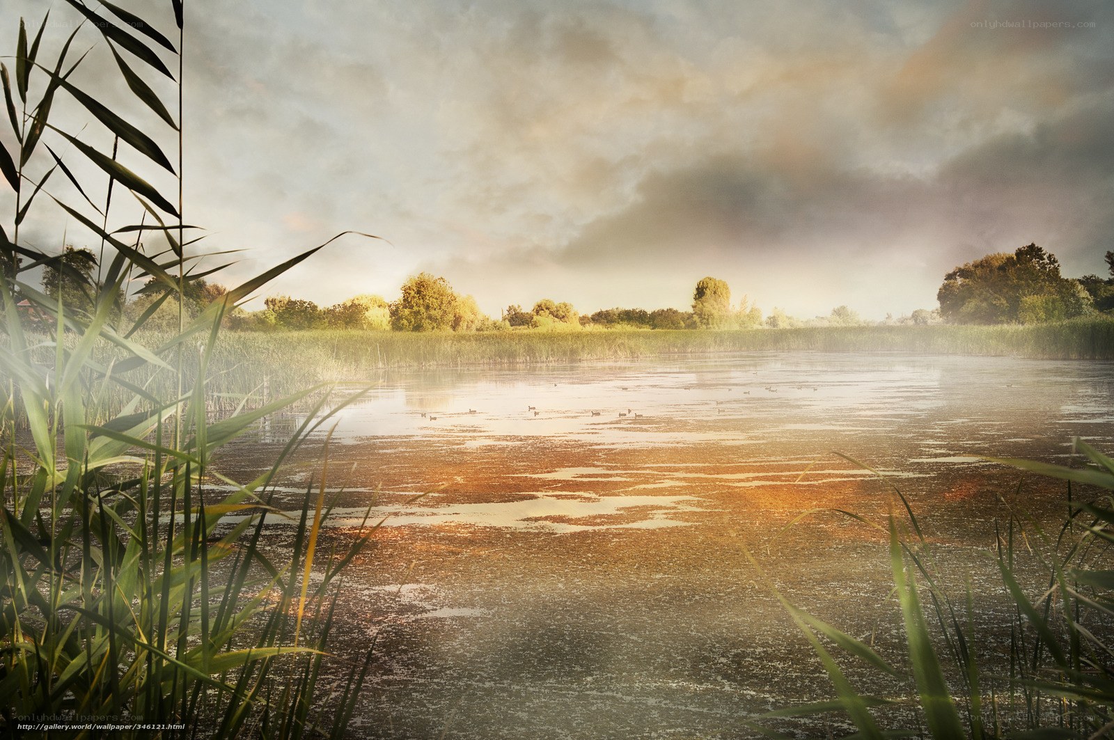 Misty pond at sunrise