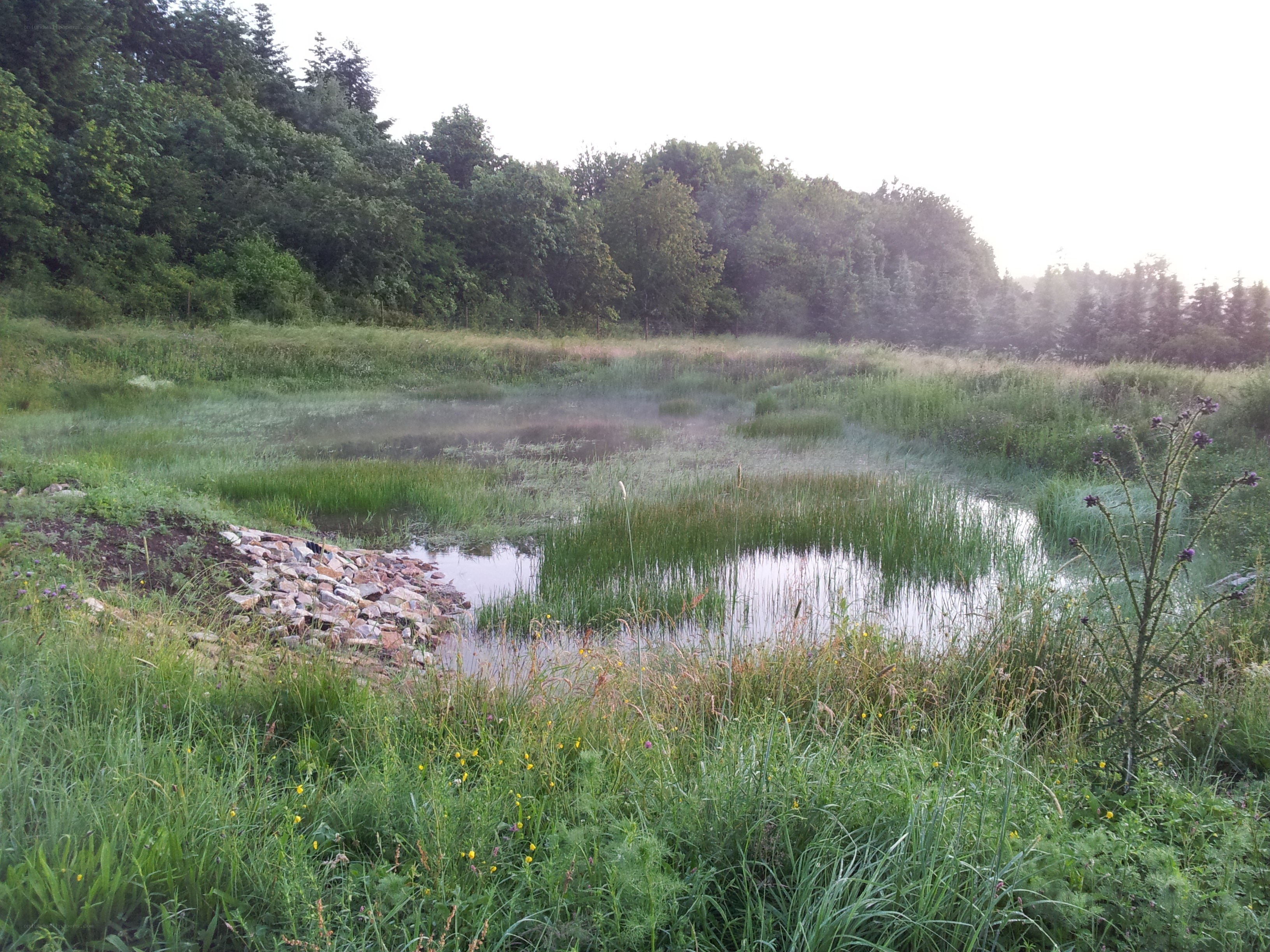 Misty pond in a forest clearing