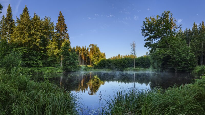 Misty Pond in Forest — Green