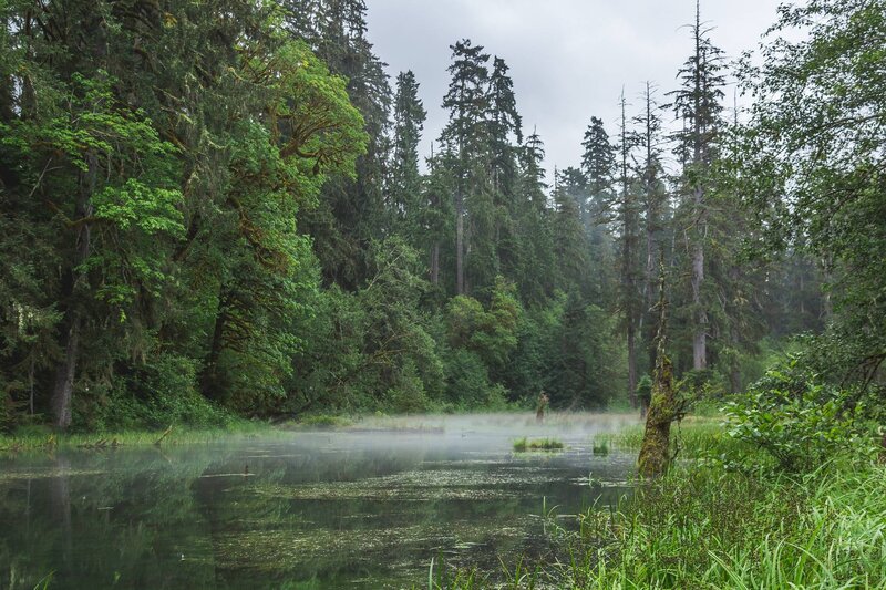 Misty Pond in Forest