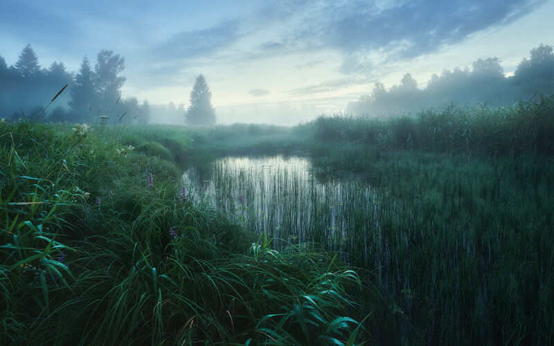 Misty Pond in Marsh