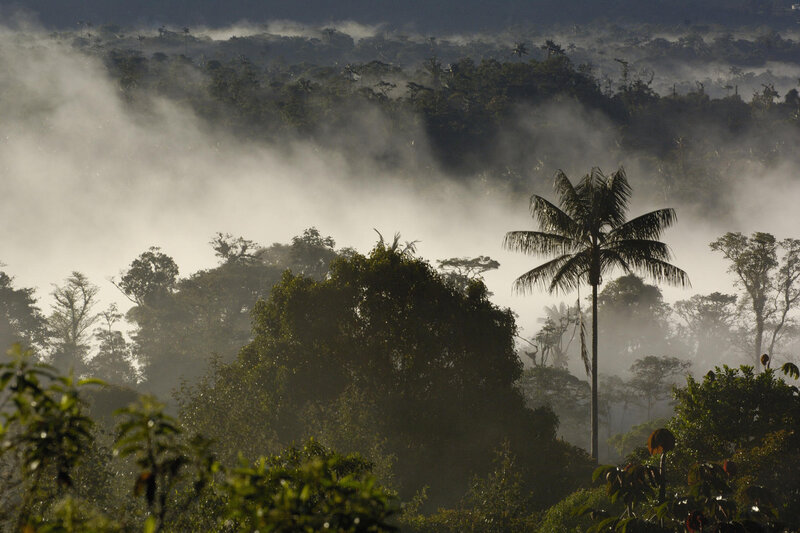 Misty rainforest at dawn