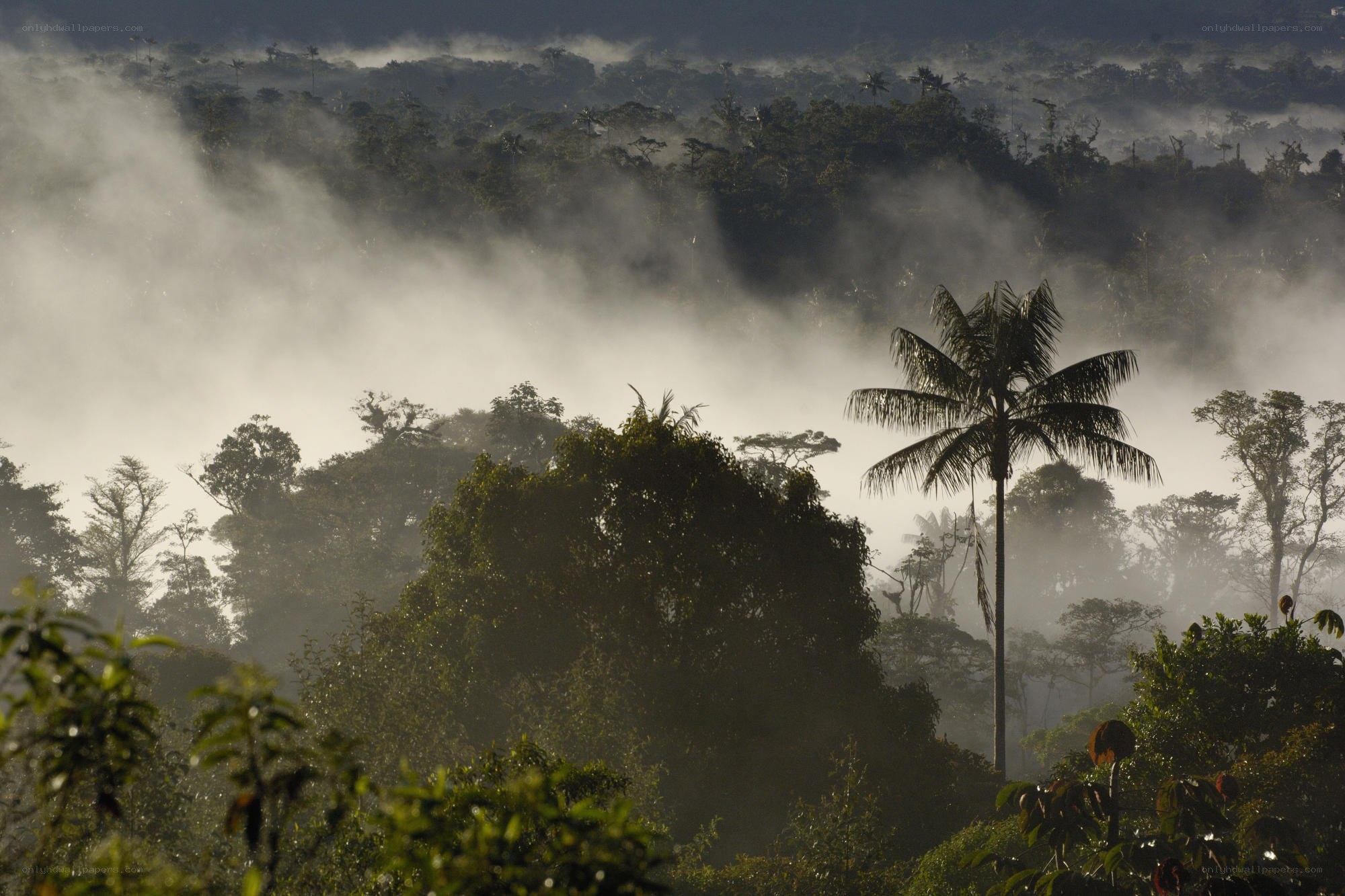 Misty rainforest at dawn