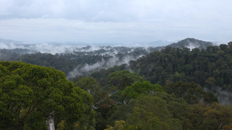 Misty Rainforest Canopy