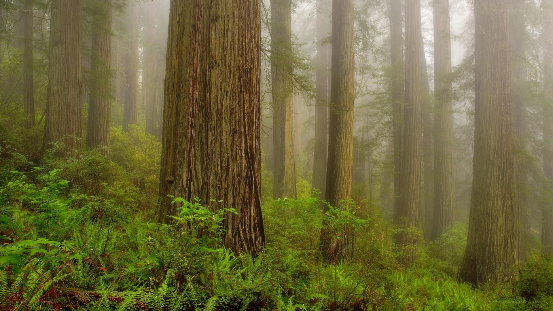Misty redwood forest