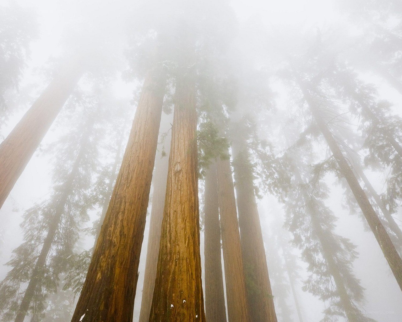Misty redwood forest