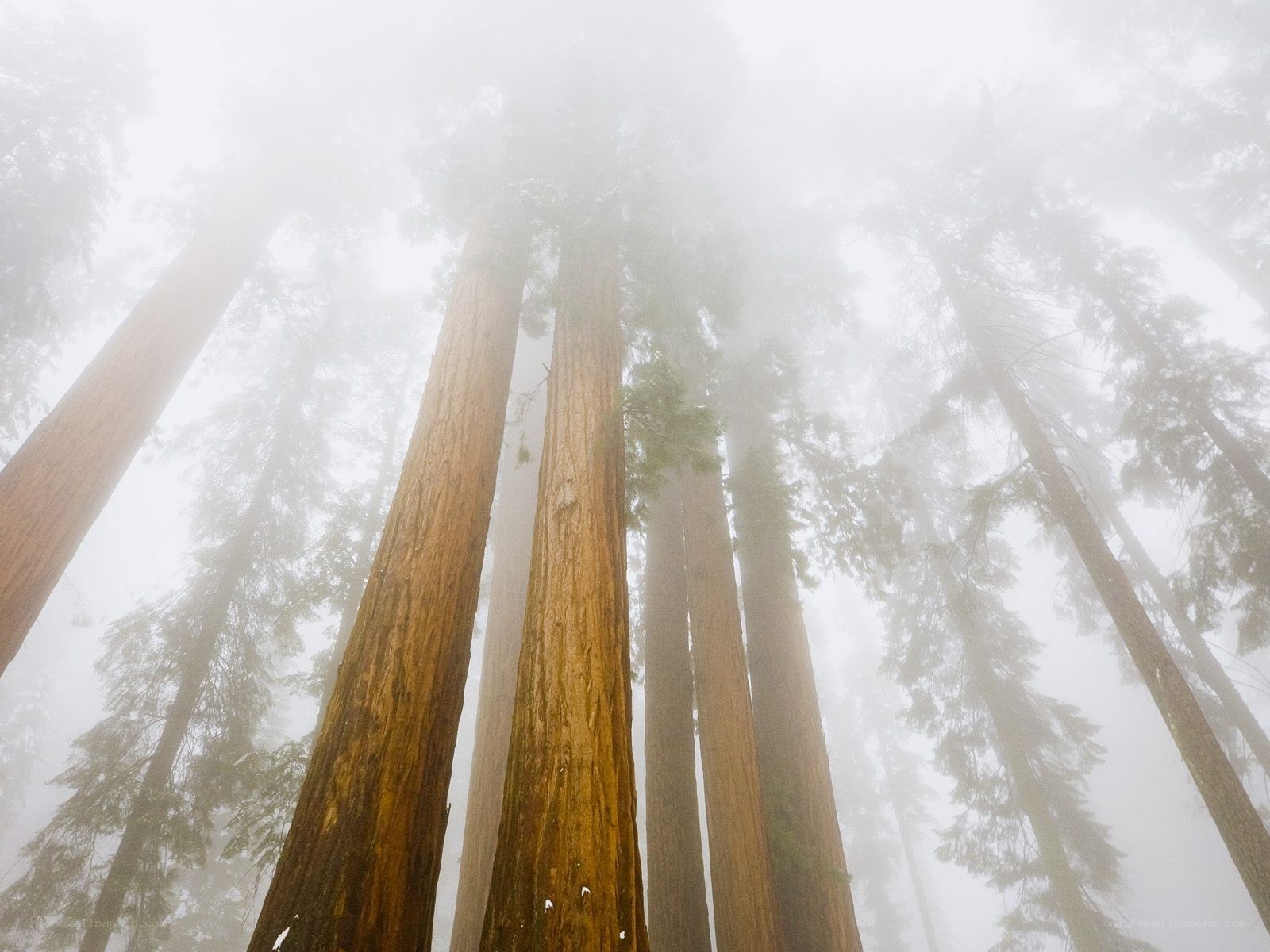 Misty redwood forest
