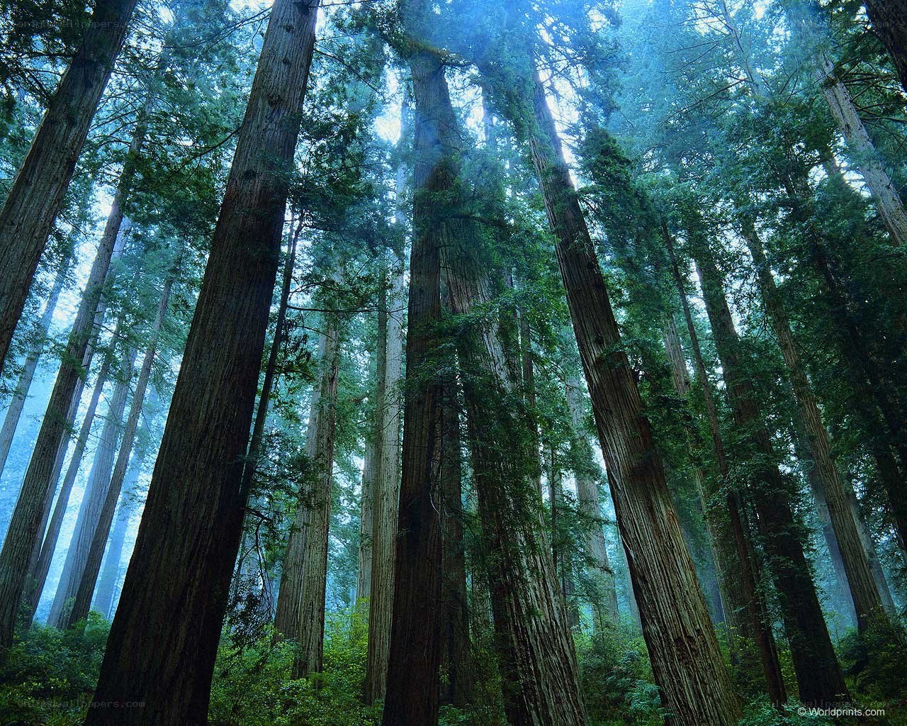 Misty redwood forest