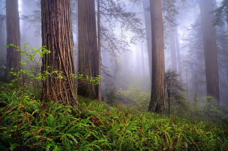 Misty redwood forest