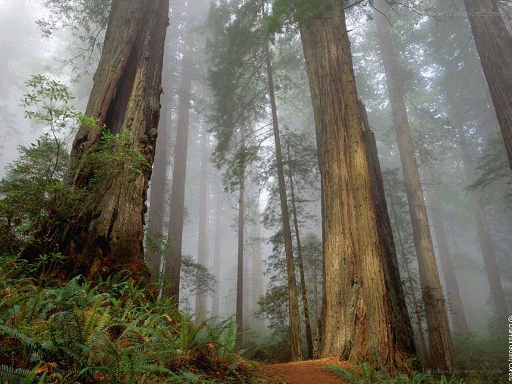 Misty redwood forest