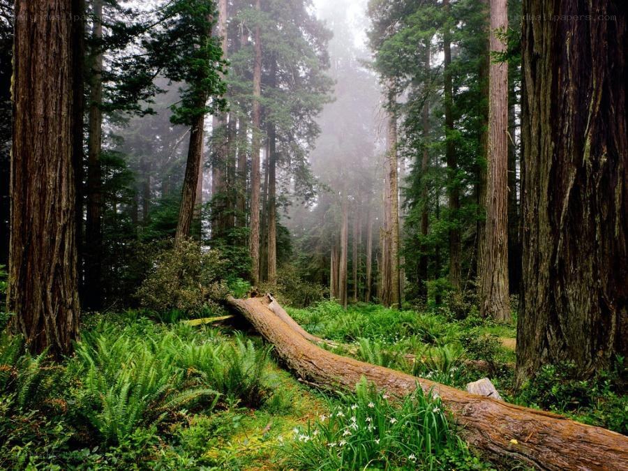 Misty redwood forest