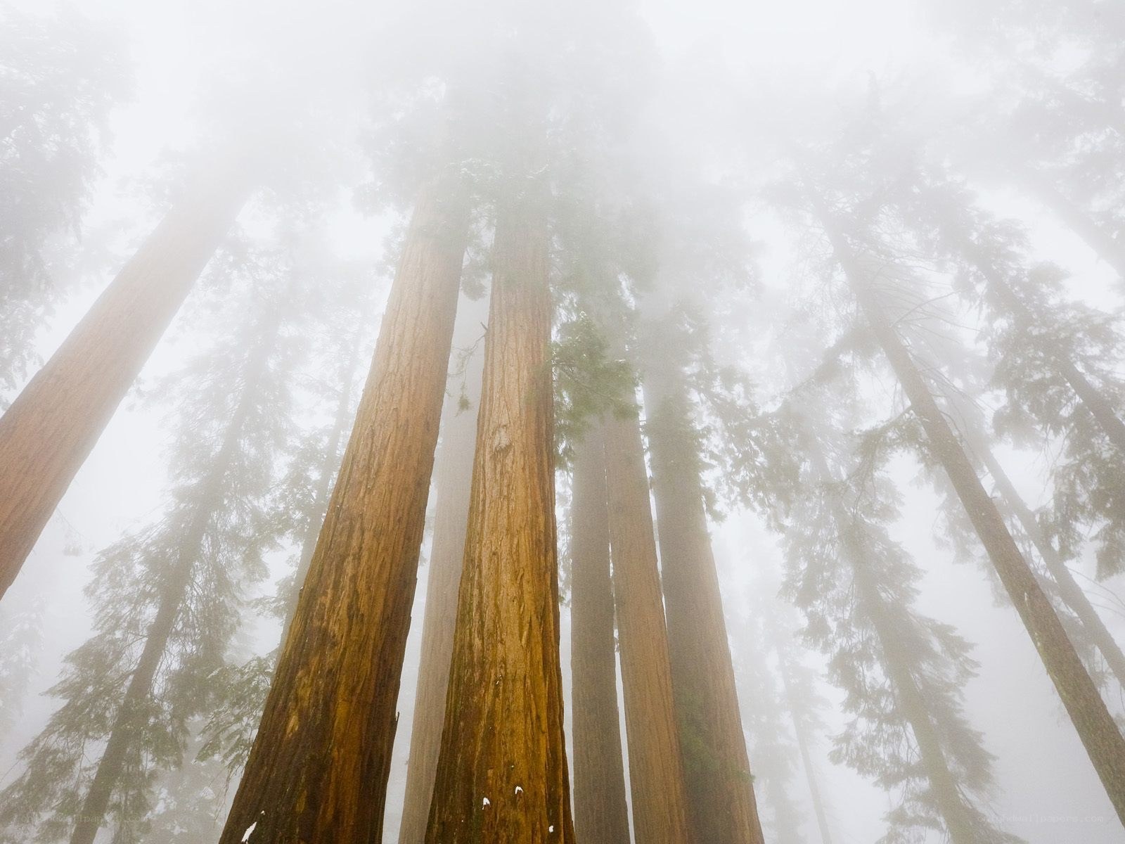 Misty redwood forest