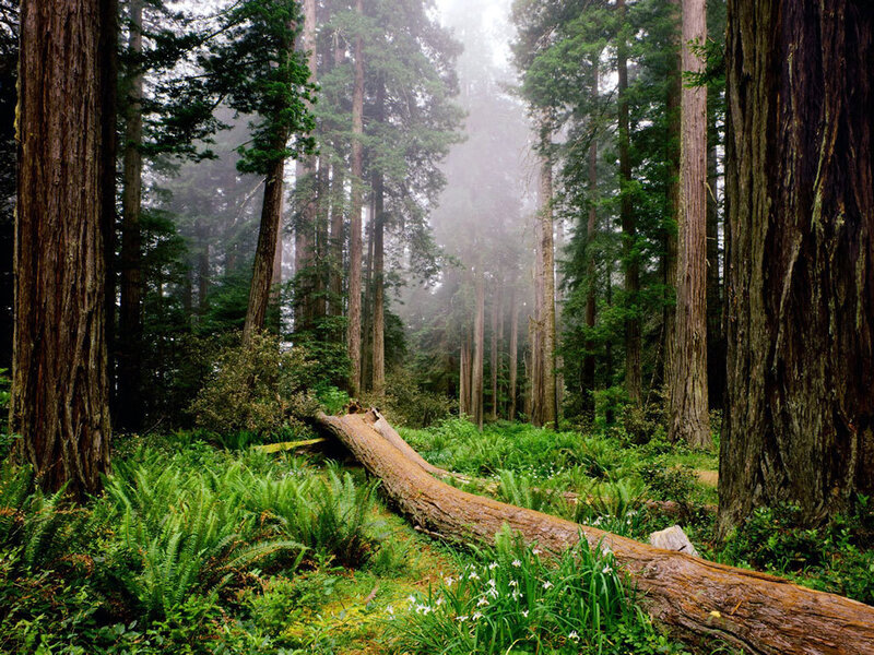 Misty redwood forest
