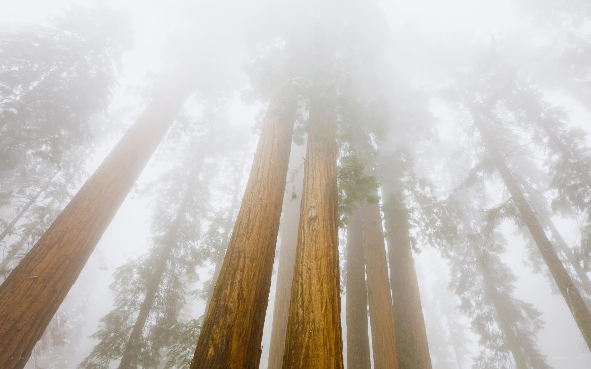 Misty redwood forest