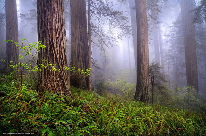 Misty redwood forest