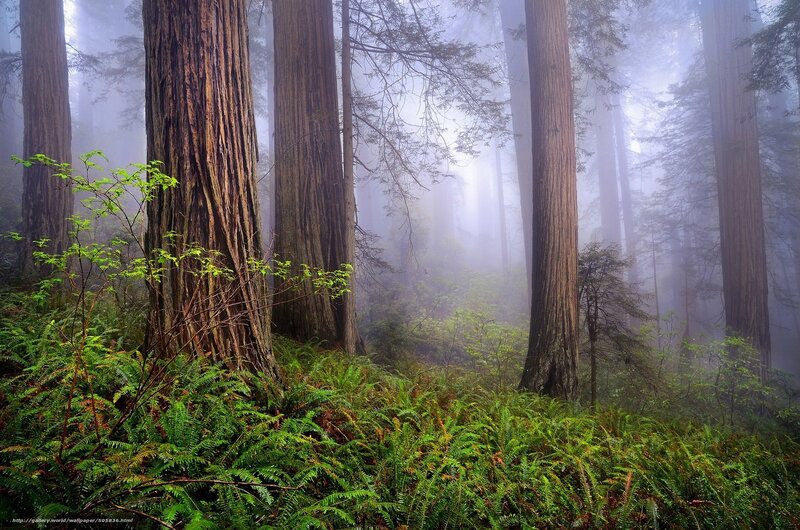 Misty redwood forest