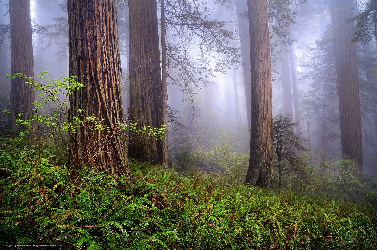 Misty redwood forest