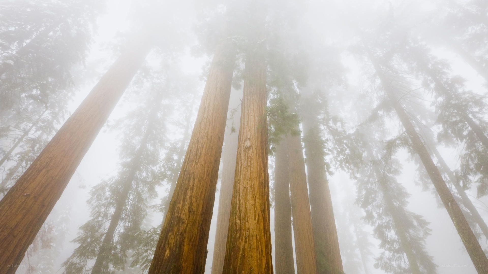 Misty redwood forest