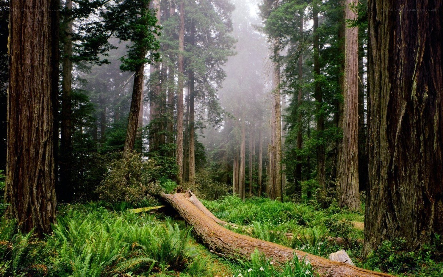 Misty redwood forest