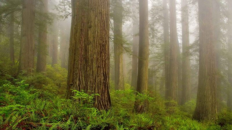 Misty redwood forest